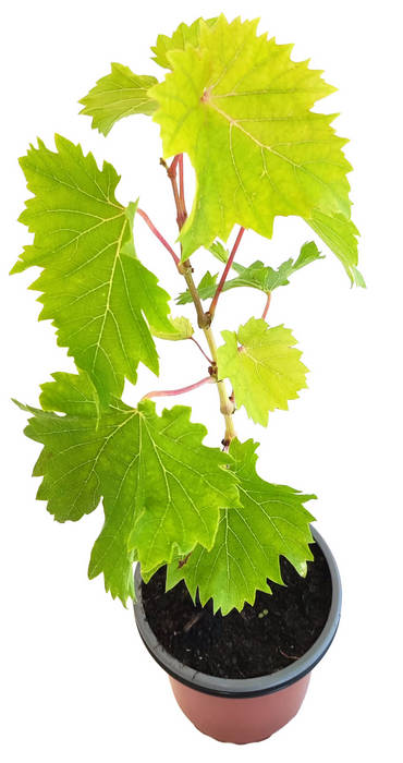 Uva sabor fresa