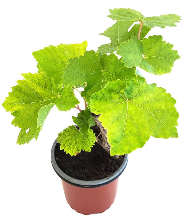 Uva moscatel negra