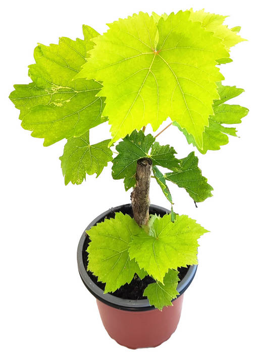 Uva pasa sultana