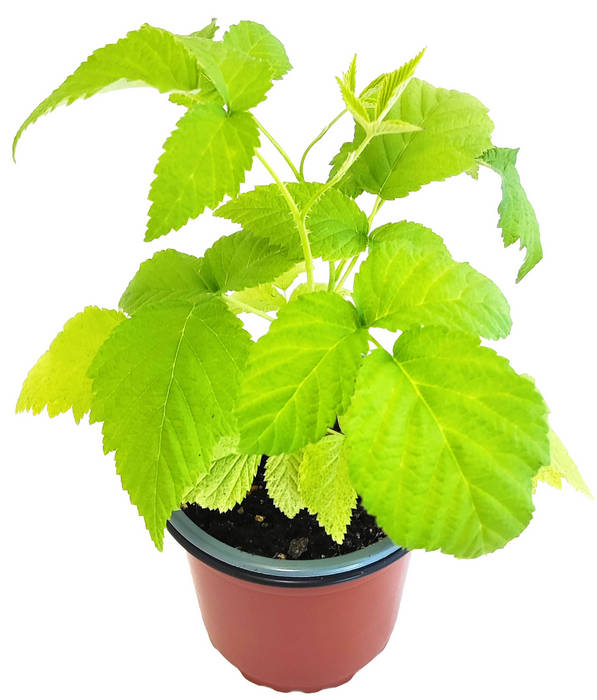 Frambuesa morada