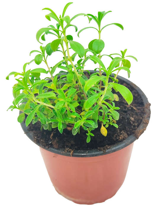 Ajedrea limón