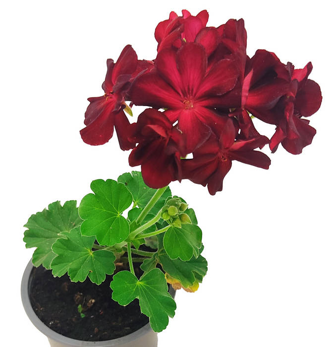 Geranio tradicional flor roja