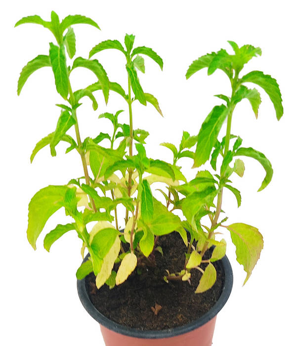 Menta aceite esencial Japonés