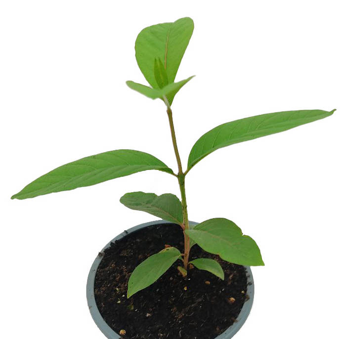 Guayaba blanca