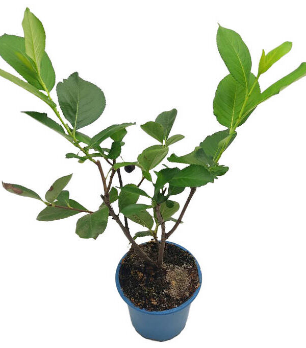 Aronia negra