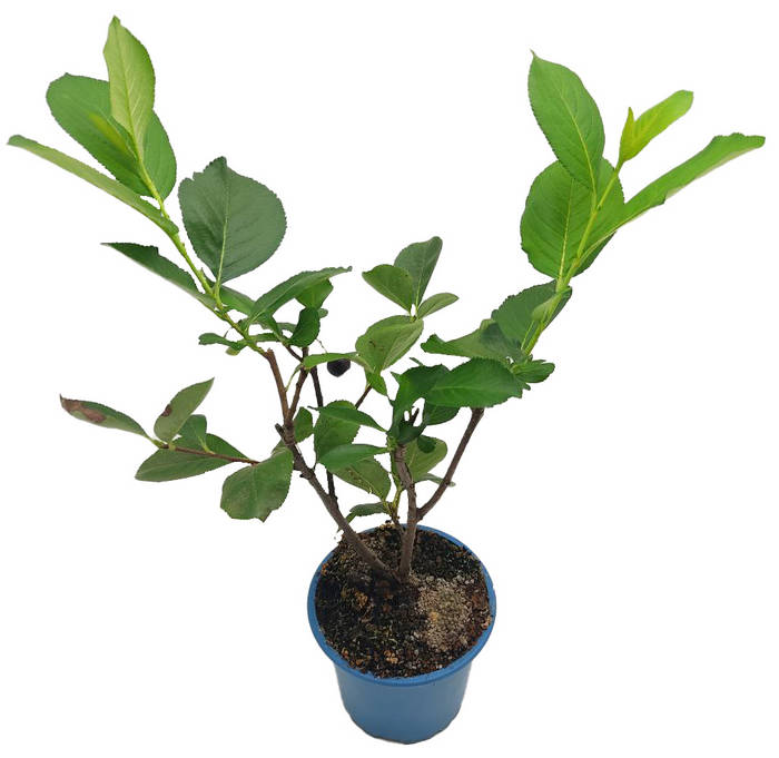 Aronia negra