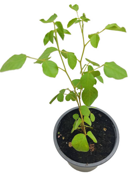 Regaliz de China uralensis