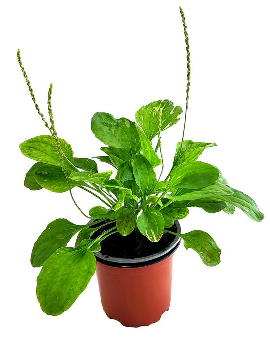Llantén hoja ancha variegata
