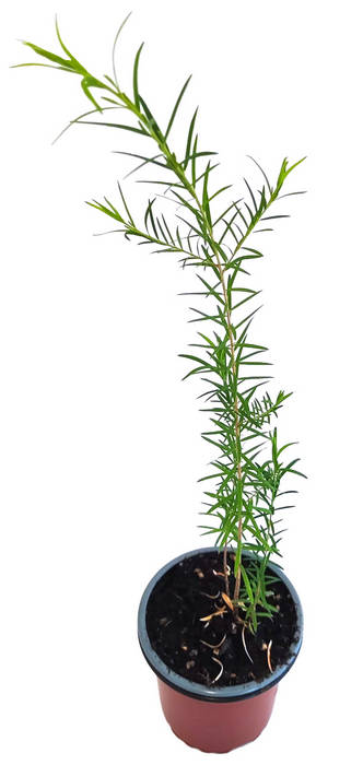 Árbol del té hoja estrecha