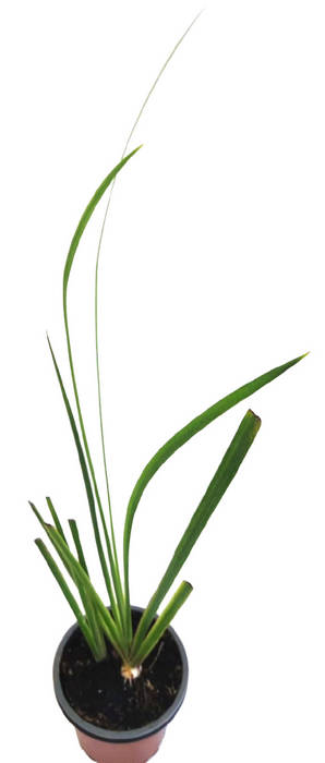 Lirio amarillo