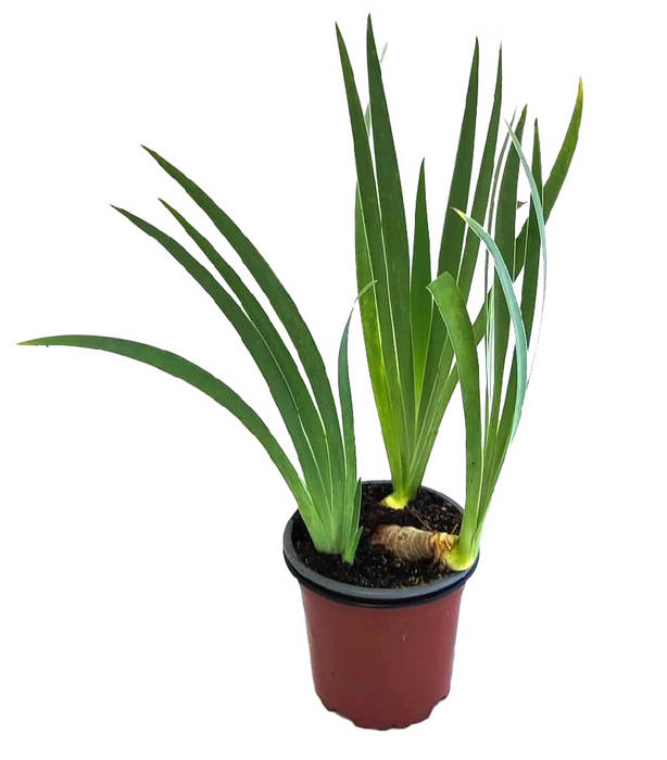 Lirio azul
