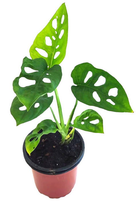 Monstera monkey mask