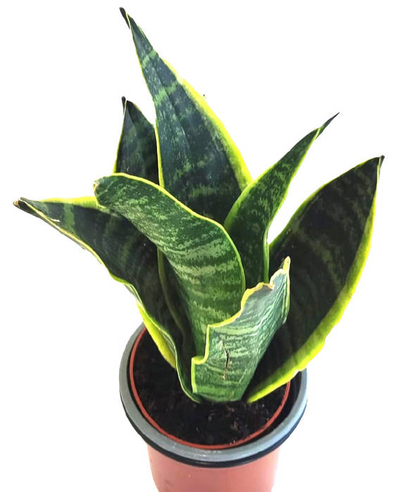 Sanseviera futura