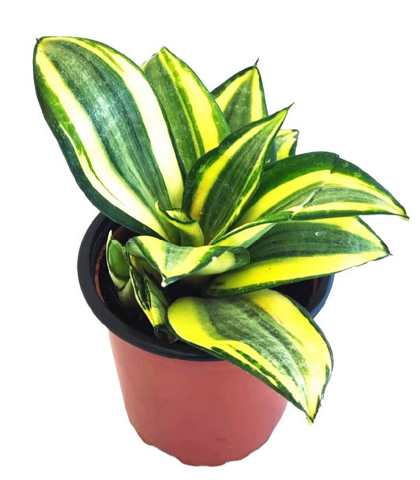 Sansevieria golden hahnii