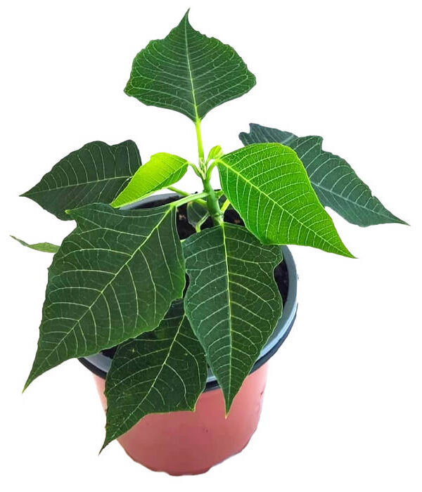 Flor de pascua blanca "Alpina"