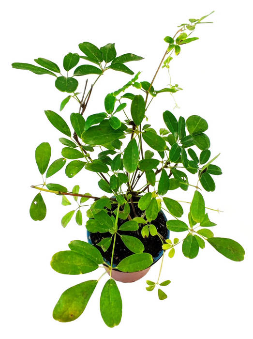 Akebia