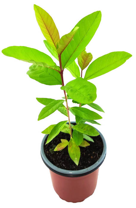 Guayaba forma pera