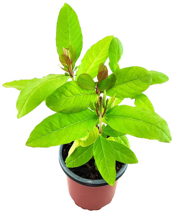 Guayaba roja