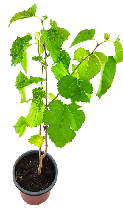 Morera árbol fruto negro