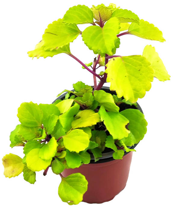 Planta del dinero