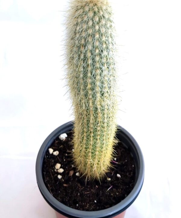 Pilocereus chrysostele