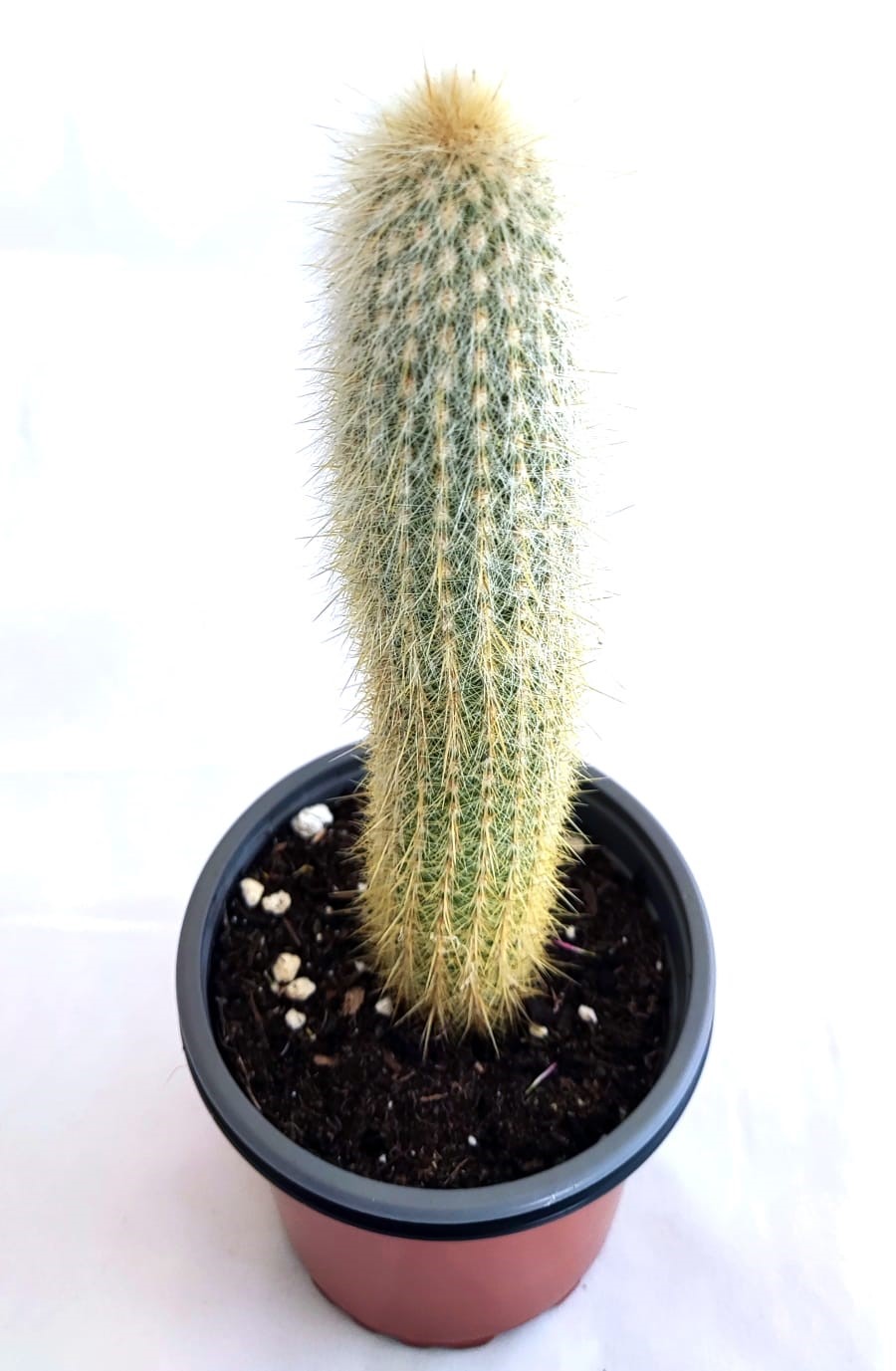 Pilocereus chrysostele
