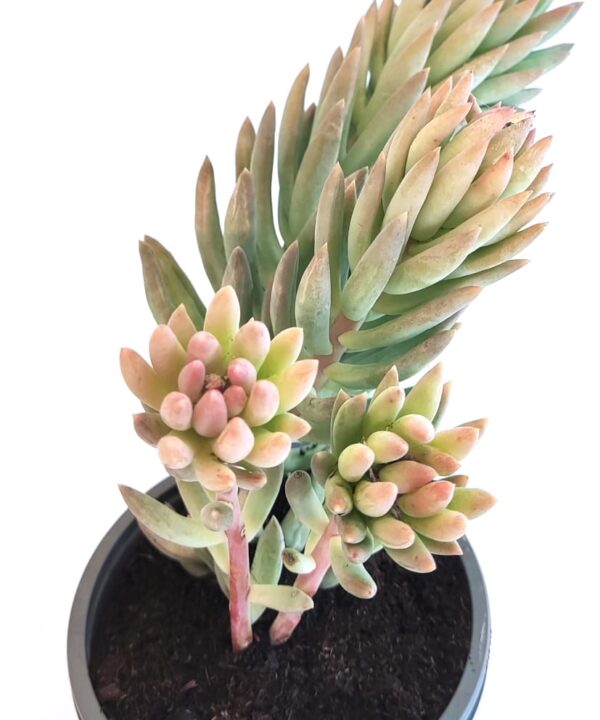 Sedum Nussbaumerianum