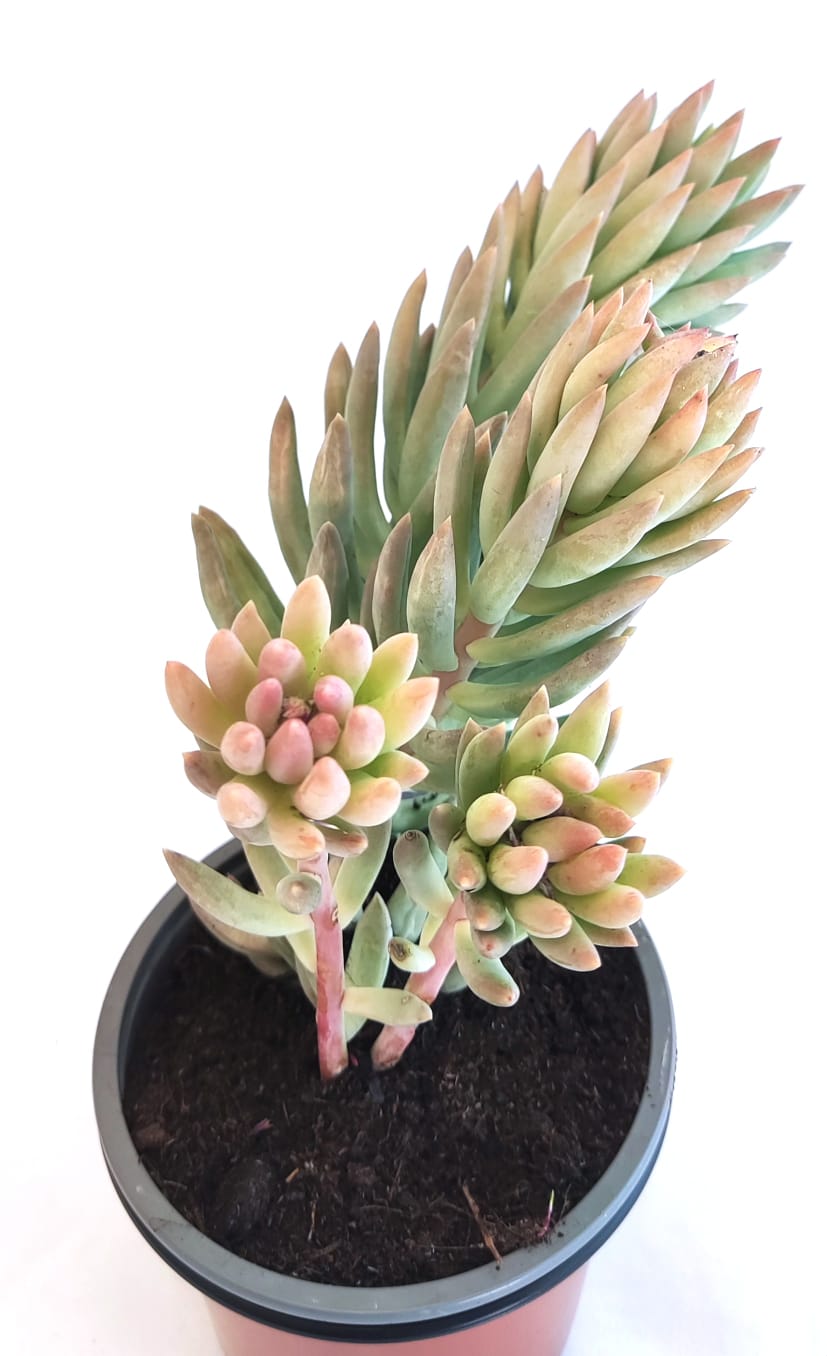 Sedum Nussbaumerianum