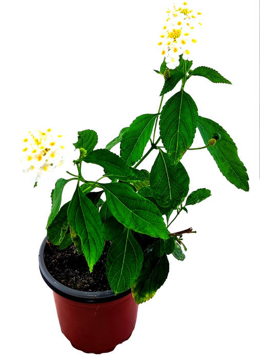 Lantana cámara blanca