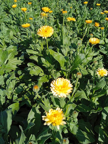 Caléndula amarillo pequeña