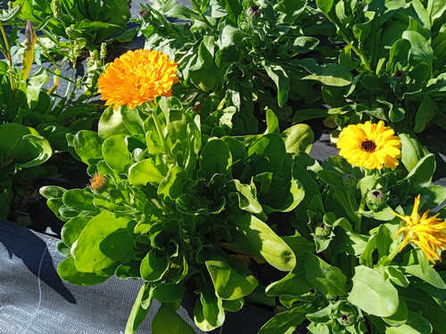 Caléndula amarillo y naranja