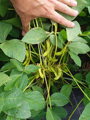 Soja Edamame Brun Hatif Rouest