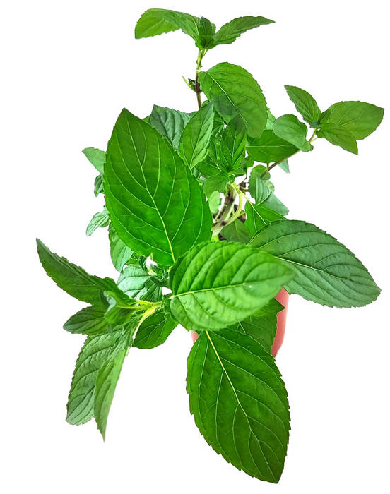 Menta pera