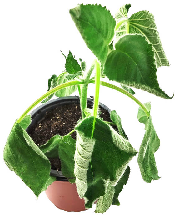 Salvia aroma afrutado