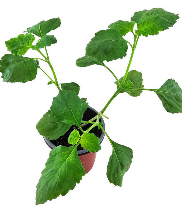 Pachuli