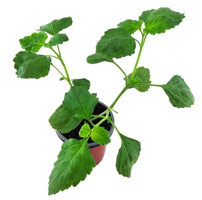 Pachuli