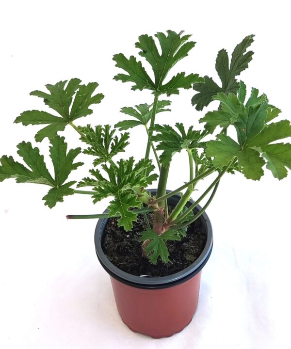 Geranio aroma albaricoque