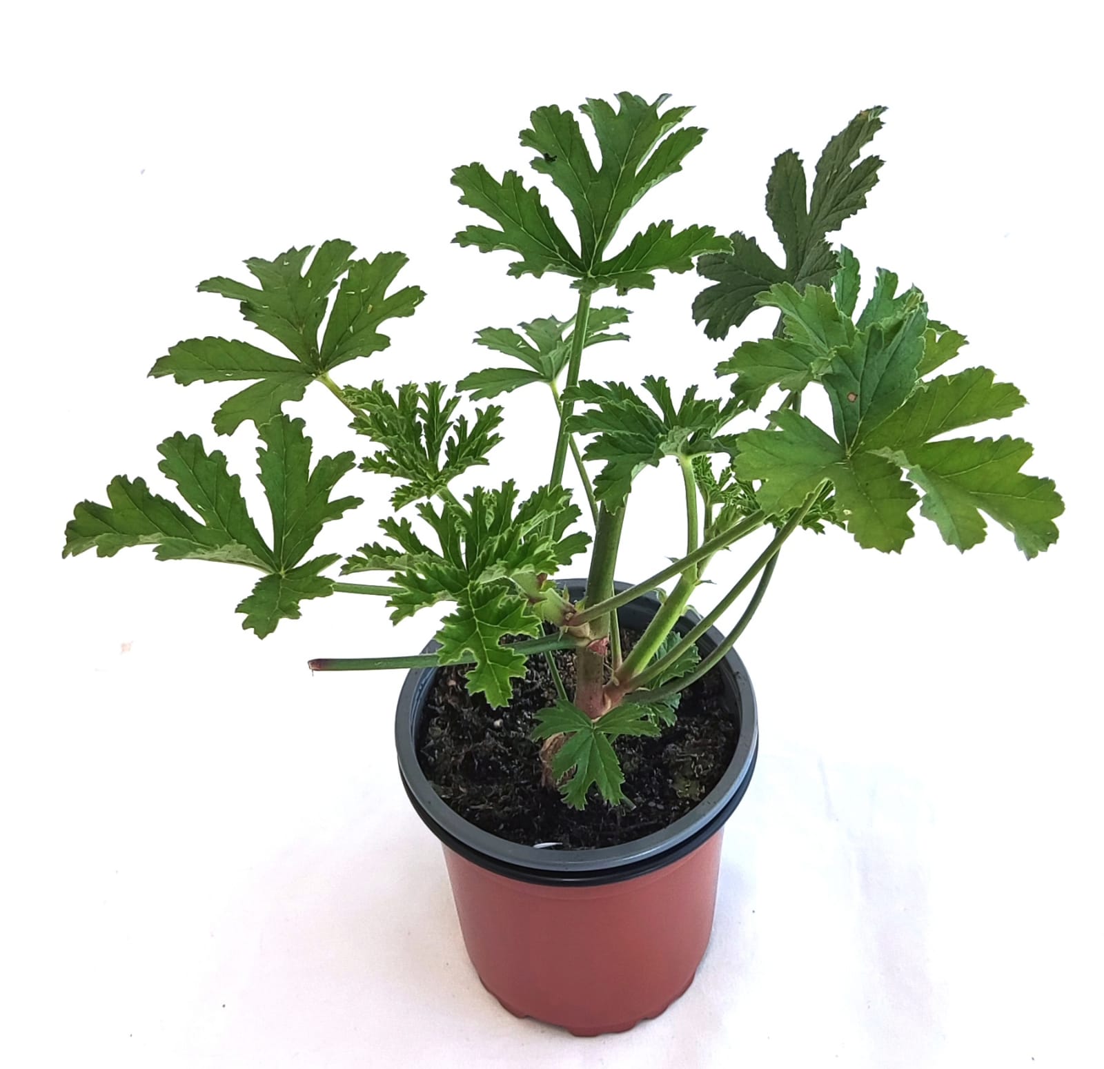 Geranio aroma albaricoque