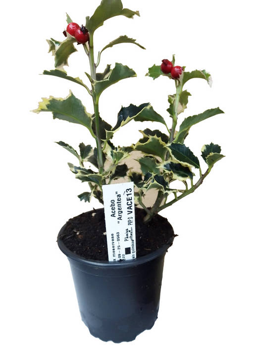 Acebo argéntea marginata