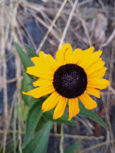 Rubdekia alta flor amarilla