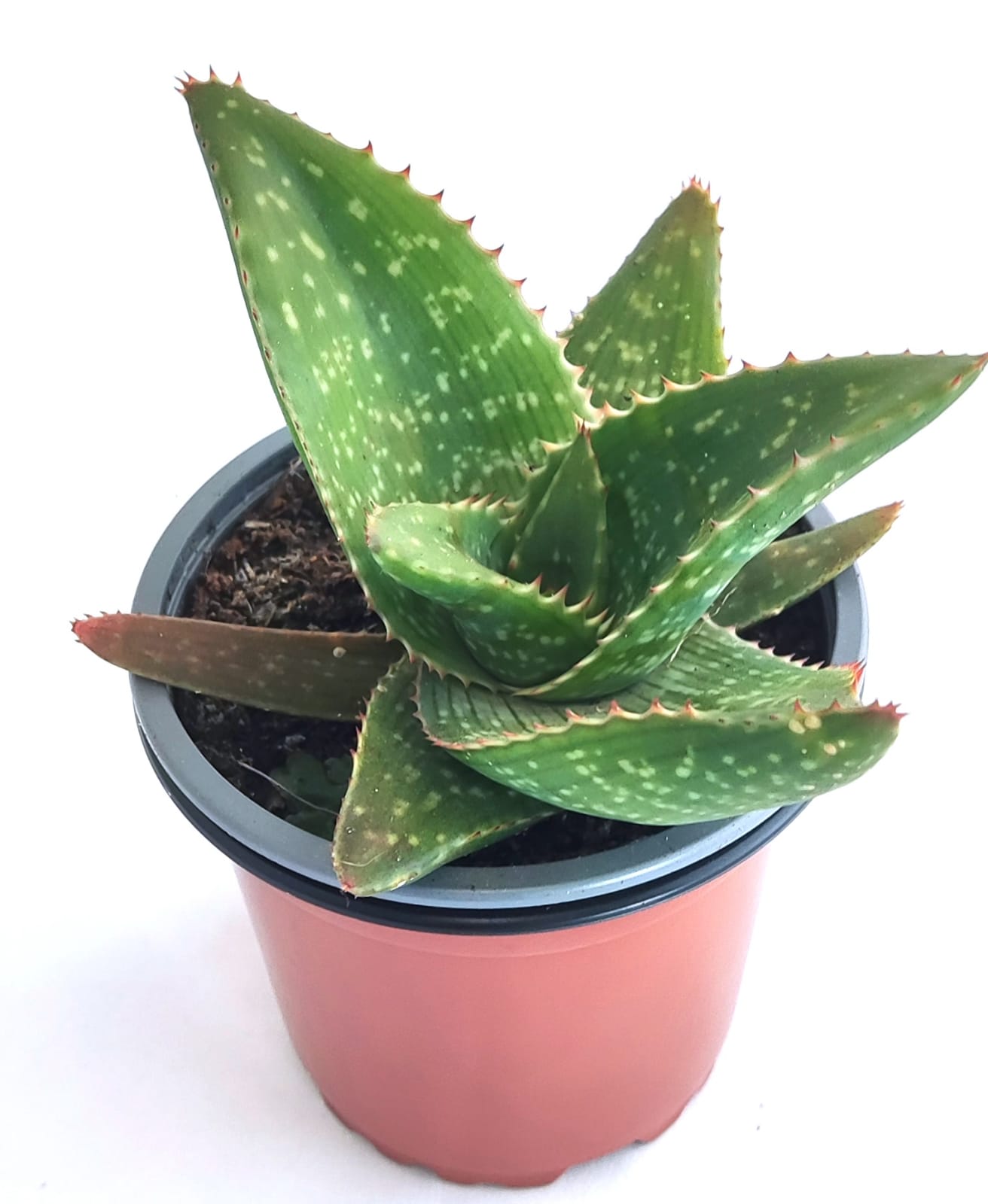 Aloe saponaria