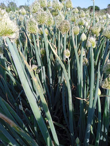 Cebollino de Siberia