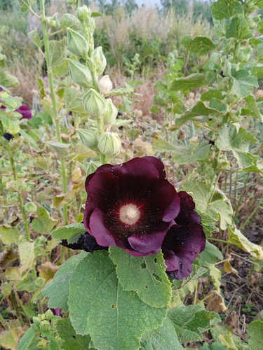 Malva real negra