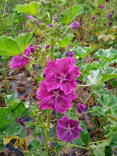 Malva silvestre de Mauritania