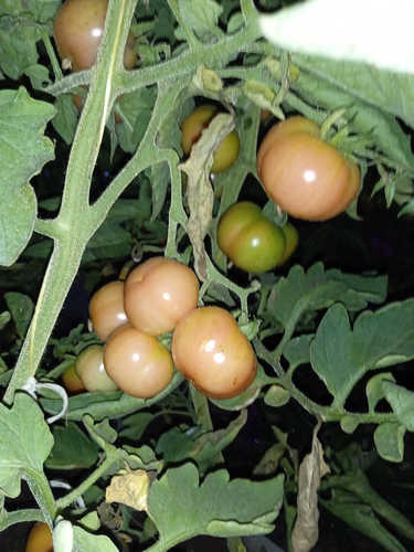 Tomate colgar plana de Fraga