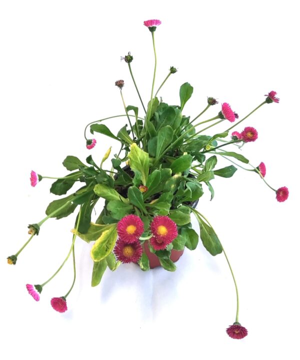 Bellis rojo