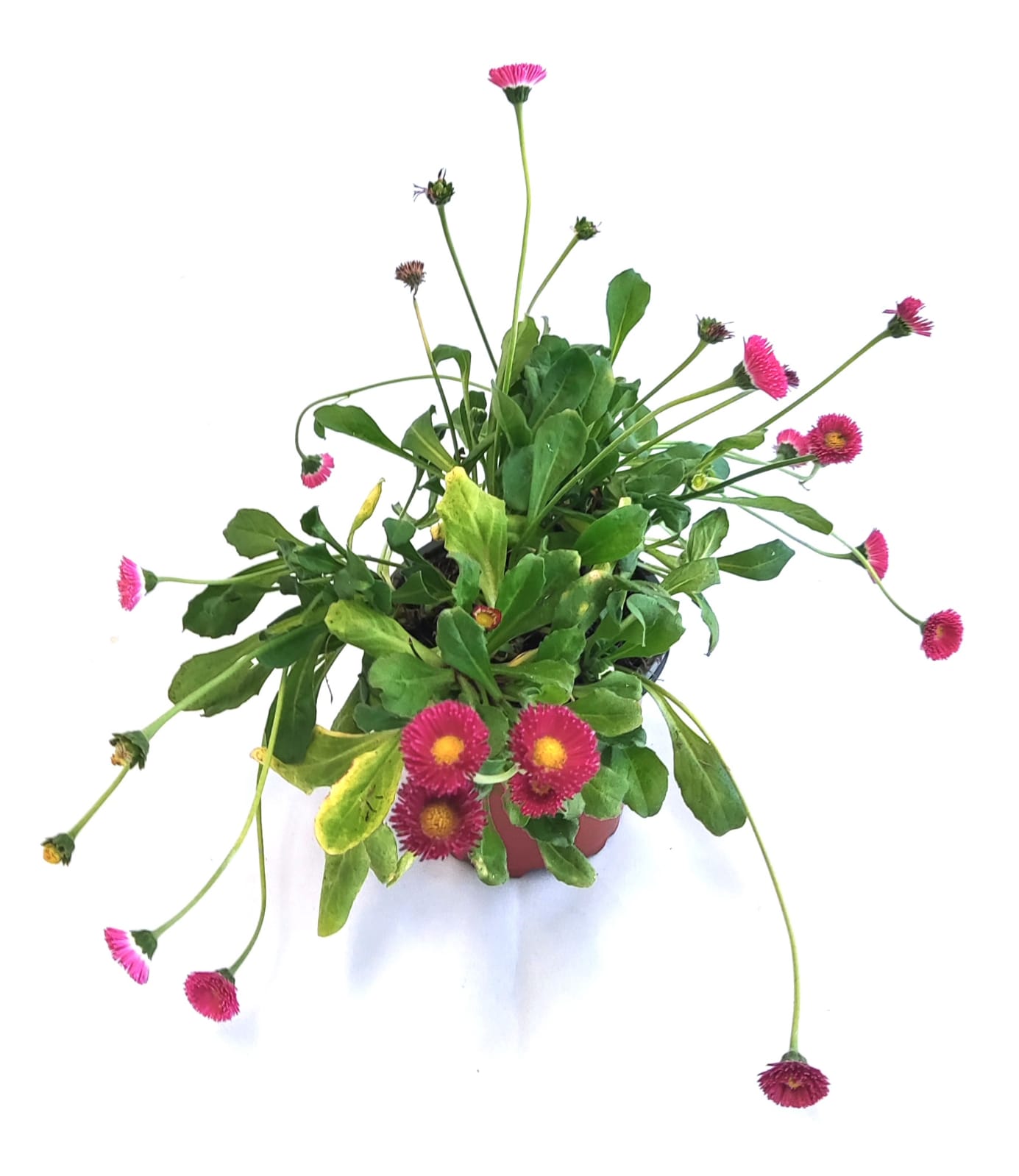 Bellis rojo