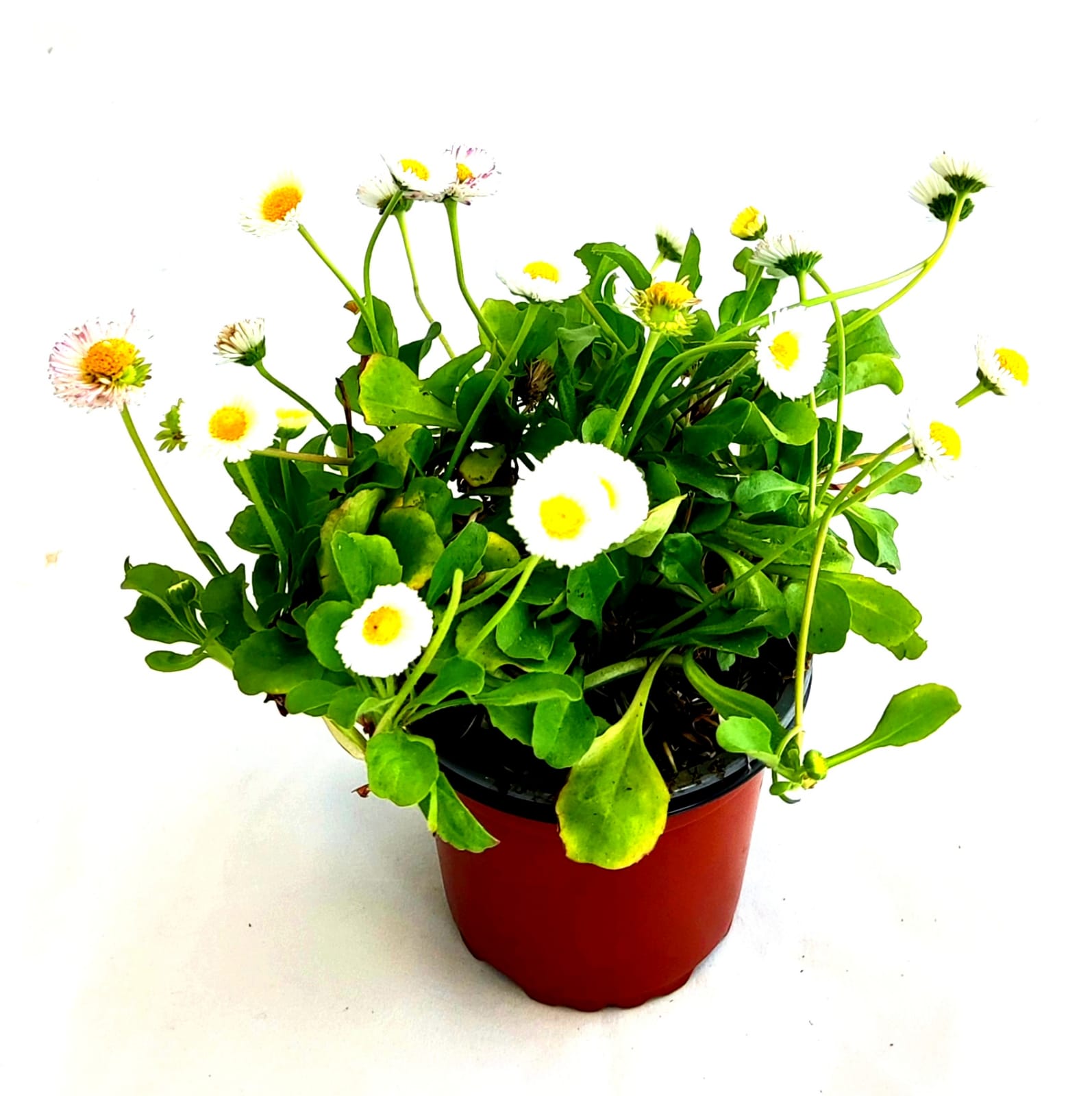 Bellis blanco
