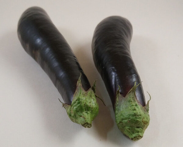 Berenjena larga negra de Vilanova de Bellpuig