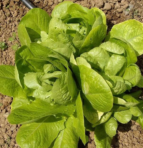 Lechuga de los tres ojos